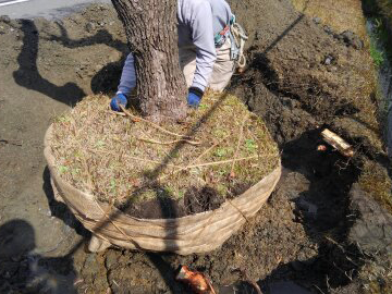 植木の移植作業